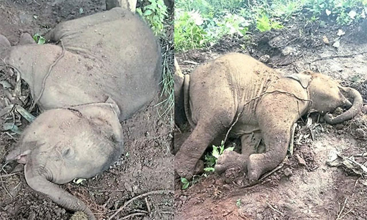 elephant calf 